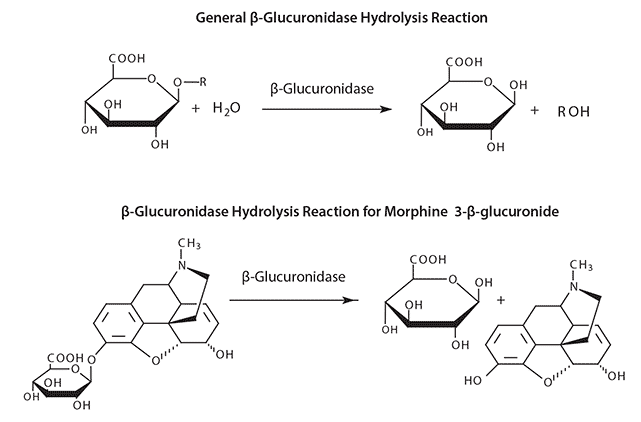 Uhplc Ms Of Drugs And Metabolites In Urine Following Enzymatic Hydrolysis Sigma Aldrich