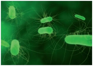 Selective Growth Media For Differentiation And Detection Of Escherichia Coli And Other Coliforms Sigma Aldrich