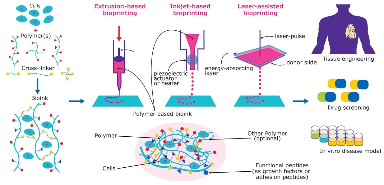 3D Bioprinting: Bioink Selection Guide | Sigma-Aldrich