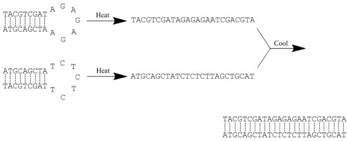 Protocol For Annealing Oligonucleotides Sigma Aldrich