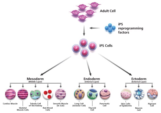 t cell flow chart development Differentiation Stem Pluripotent Cell Induced Protocols