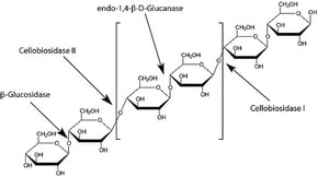 BETA-GLUCANASE FROM TRICHODERMA LONG&