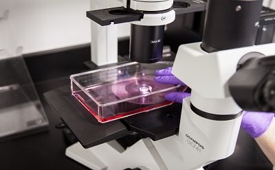 Cell Culture Workflow The image shows a close-up of a microscope with a petri dish containing a pink substance underneath the lens, suggesting that this is a scientific or medical research setting. The microscope is on a black countertop.