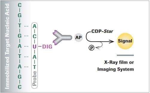 DigDig.IO X-Ray