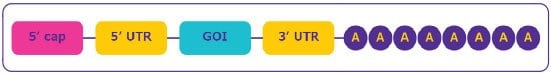 mRNA structure