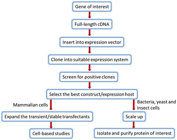 https://www.sigmaaldrich.com/deepweb/assets/sigmaaldrich/marketing/global/images/technical-documents/articles/protein-biology/protein-expression/prot-expression-fig1/prot-expression-fig1.jpg