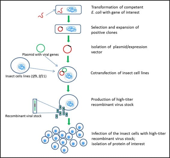 Step-by-step efficiency of cloning, small-scale protein expression and