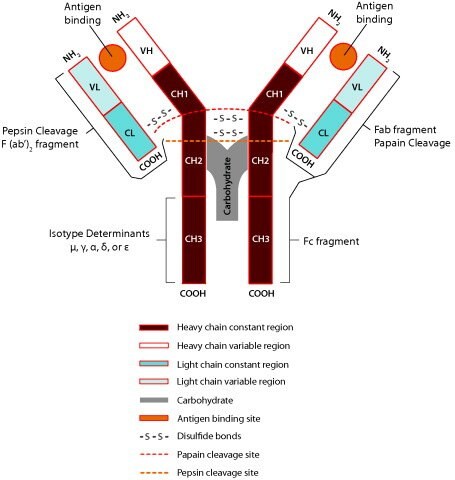 Orkan Uden Milepæl Antibody Basics