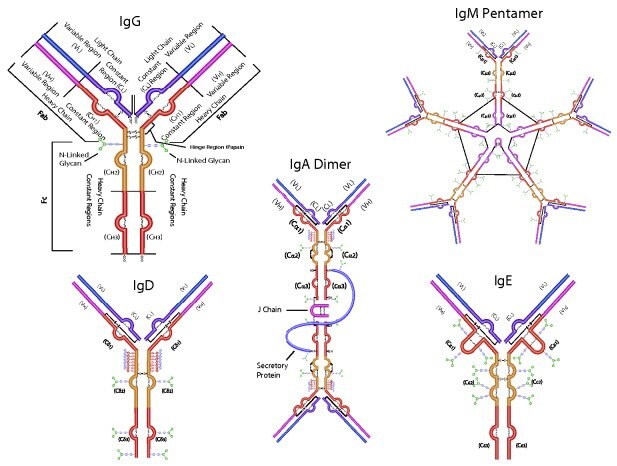 Antibody