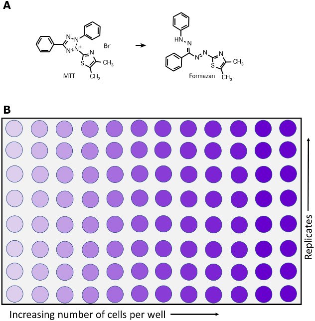 Effect of incubation period (4, 7 and 10 days) on the detection of