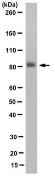 Anti-FoxP2 Antibody, clone FOXP2-73A/8 clone FOXP2-73A/8, from mouse