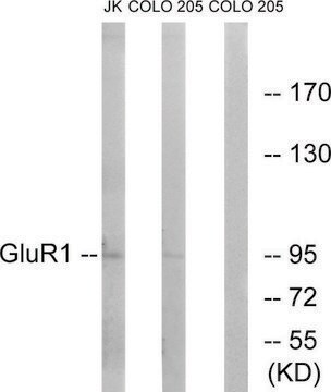 Anti-GLUR1 antibody produced in rabbit affinity isolated antibody