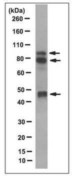 Anti-BMP4 Antibody, clone PA354-16.1.1 clone PA354-16.1.1, from mouse