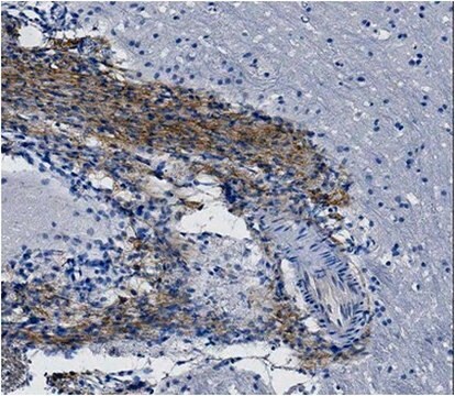 Anti-Nestin Antibody, clone rat-401, Biotin Conjugate clone rat-401, from mouse, biotin conjugate