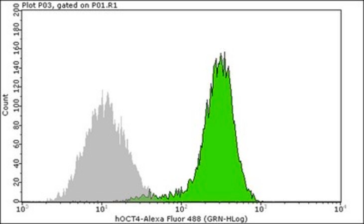 Anti-Oct-4 Antibody, clone 10H11.2 clone 10H11.2, Chemicon®, from