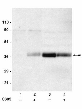 Anti-phospho-LAT (Tyr191) Antibody Upstate®, from rabbit