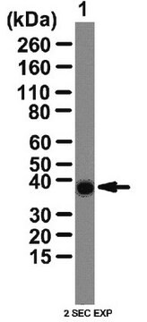 Anti-RALY Antibody from rabbit, purified by affinity chromatography