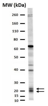Anti-Prosurfactant Protein C (proSP-C) Antibody serum, Chemicon&#174;