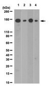 Anti-IRS1 Antibody, clone 58-10C-31, rabbit monoclonal clone 58-10C-31, from rabbit