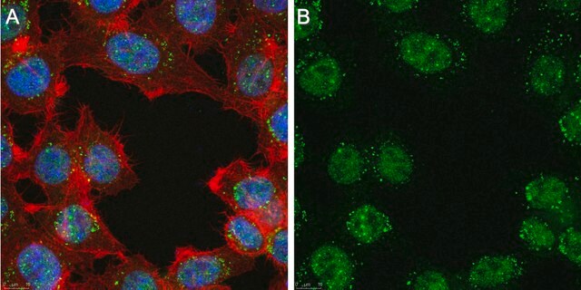 Anti-EAF1 Antibody, clone 1E6