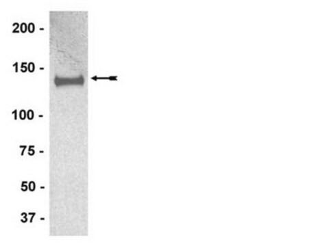 Anti-IRS1 Antibody, clone AW58, rabbit monoclonal culture supernatant, clone AW58, Upstate&#174;