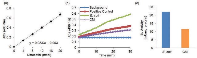 Beta-Lactamase Activity Assay Kit Sufficient for 100 Colorimetric tests