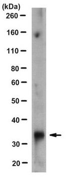 Anti-Brn-2 (POU3F2) Antibody, clone 8C4.2 clone 8C4.2, from mouse