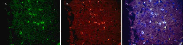 Anti-Green Fluorescent Protein Antibody, clone 4I10, ZooMAb&#174; Rabbit Monoclonal recombinant, expressed in HEK 293 cells