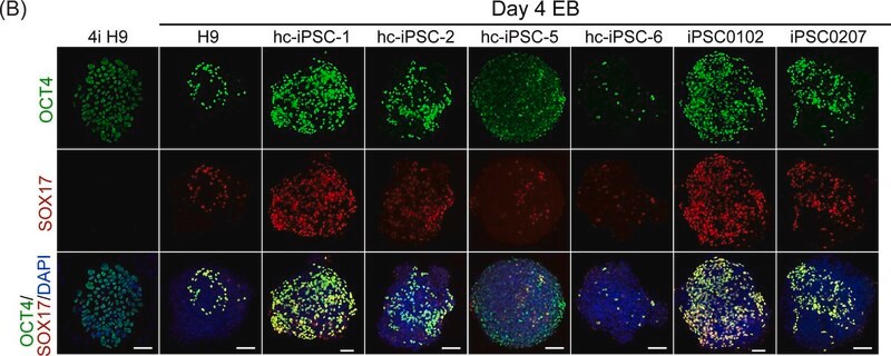 Anti-Oct-4 Antibody, clone 10H11.2 clone 10H11.2, Chemicon®, from