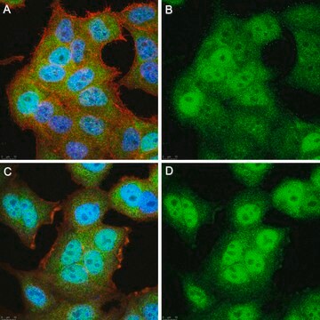 Anti-p-CREB (Ser133) Antibody, clone 1H13 ZooMAb&#174; Rabbit Monoclonal recombinant, expressed in HEK 293 cells