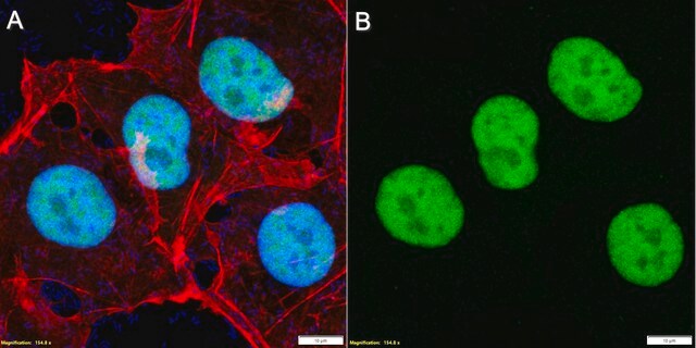 Anti-Oct-4 Antibody, clone 10H11.2 clone 10H11.2, Chemicon®, from