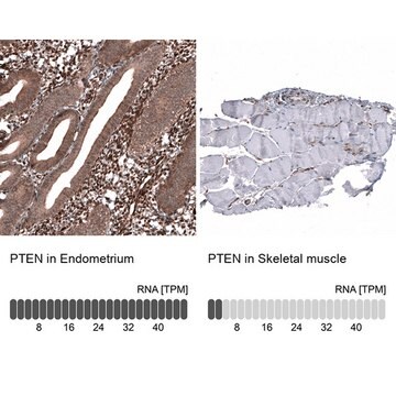 Monoclonal Anti-PTEN antibody produced in mouse Prestige Antibodies® Powered by Atlas Antibodies, clone CL11723, purified immunoglobulin, buffered aqueous glycerol solution