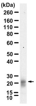 Anti-SFTPC Antibody, clone 3F18 ZooMAb&#174; Rabbit Monoclonal recombinant, expressed in HEK 293 cells