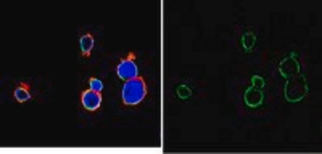 Anti-Bcl-2 Antibody, clone AW604, Alexa Fluor™ 488 Conjugate