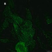 Anti-NMDAR2A Antibody, clone A12W, ZooMAb&#174; Rabbit Monoclonal recombinant, expressed in HEK 293 cells