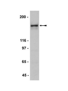 Anti-NR2A Antibody Upstate&#174;, from rabbit