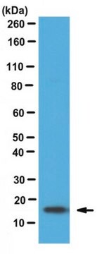 Anti-Brain lipid binding protein Antibody from rabbit, purified by affinity  chromatography