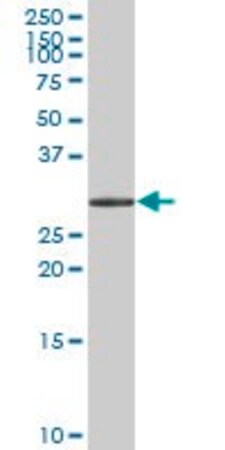 Anti-Oct-4 Antibody, clone 10H11.2 clone 10H11.2, Chemicon®, from