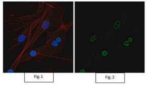 Anti-Sirt1 (Sir2) Antibody, Alexa Fluor&#8482; 488 Conjugate from rabbit, ALEXA FLUOR&#8482; 488