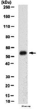 Anti-Brn-2 (POU3F2) Antibody, clone 8C4.2 clone 8C4.2, from mouse