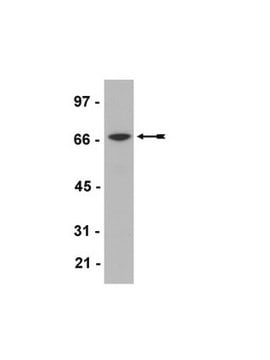 LANCE Ultra ULight Anti-6His Antibody, 1nmole