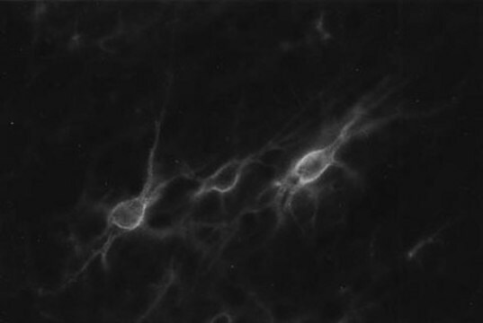 Anti-Chondroitin Sulfate Proteoglycan Antibody, Brain (core protein), clone Cat-301 clone Cat-301, Chemicon&#174;, from mouse