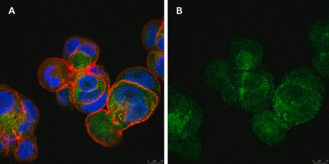 Anti-PTEN Antibody, clone 6B12 ZooMAb&#174; Rabbit Monoclonal recombinant, expressed in HEK 293 cells
