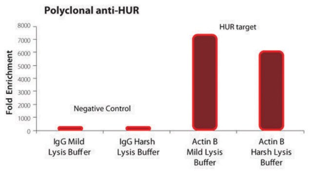 Imprint&#174; RNA Immunoprecipitation Kit High-capacity Protein A magnetic beads for successful RNA Immunoprecipitation,suitable for use with mRNA and microRNA