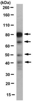 Anti-FoxP2 Antibody, clone FOXP2-73A/8 clone FOXP2-73A/8, from mouse