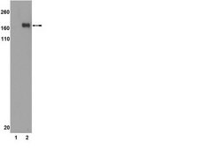 Anti-phospho-IRS1 (Ser307 mouse/ Ser312 human) Antibody, clone 24.6.2 clone 24.6.2, from mouse