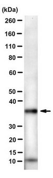 Anti-FMR1polyG Antibody, clone 8FM-2F7 ascites fluid, clone 8FM-2F7, from mouse