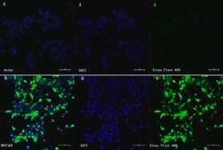 Anti-Cas9 from rabbit, purified by affinity chromatography