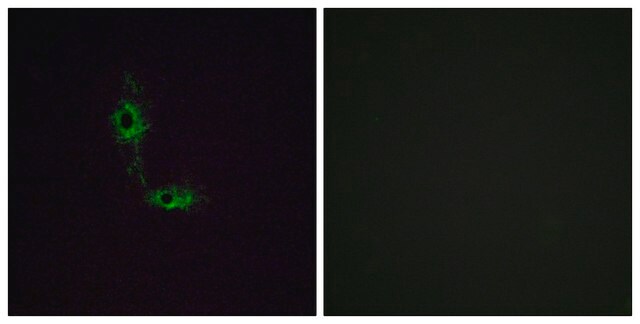 Anti-GLUR1 antibody produced in rabbit affinity isolated antibody