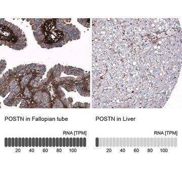 Monoclonal Anti-POSTN antibody produced in mouse Prestige Antibodies&#174; Powered by Atlas Antibodies, clone CL12090, purified immunoglobulin, buffered aqueous glycerol solution